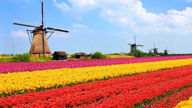Nether-other-6 tulips in field